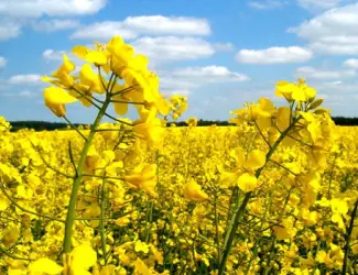 Зображення для оголошення Насіння Канадського ріапка