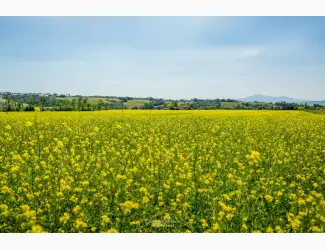 Ріпак Рапс Ріпак купуемо