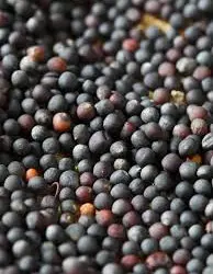 Куплю Ріпак (Рапс) з ГМО та без ГМО по всій Україні