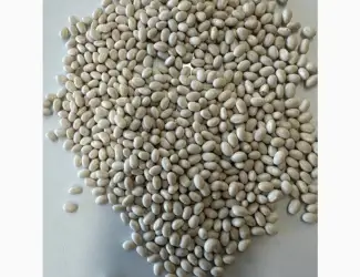 Зображення для оголошення Продам фасоль белую на экспорт.Sale of white beans 99.9%