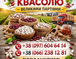 Зображення для оголошення Куплю квасолю великий