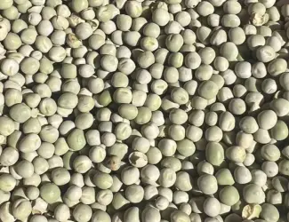 Зображення для оголошення Продам горох зелений- 900 тонн