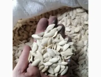 Зображення для оголошення Продам кабакове гарбузове насіння