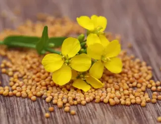 Зображення для оголошення Куплю гірчицю білу. Самовивіз. Швидкий розрахунок