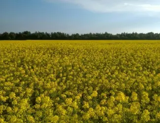 Зображення для оголошення Куплю гірчицю. Самовивіз із місця