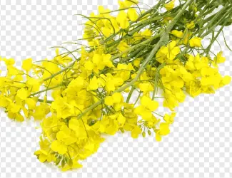 Зображення для оголошення Новий заголовок: Куплю білу гірчицю. Свій транспорт. Розрахунок на місці