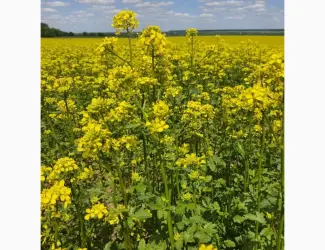 Зображення для оголошення Постійна закупівля гірчиці білої