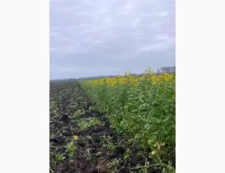 Зображення для оголошення Продам гірчицю жовту