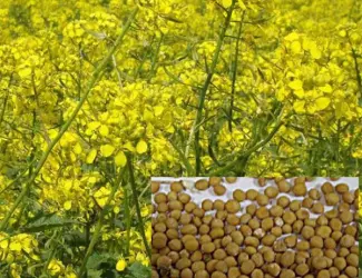 Зображення для оголошення Купуємо гірчицю на експорт