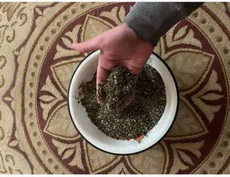 Зображення для оголошення Купую махорочне тютюнове стебло