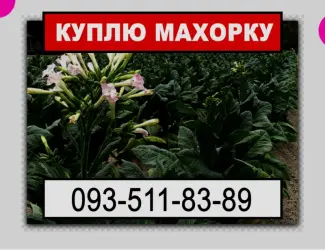 Зображення для оголошення Шукаю махорку від виробника