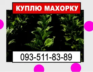 Зображення для оголошення Махорка для нас