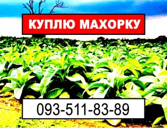 Зображення для оголошення Махорка