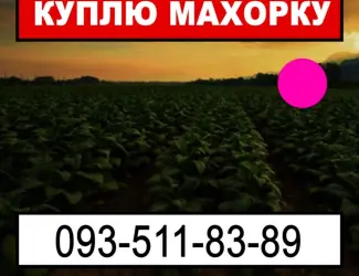 Зображення для оголошення Шукаю махорку