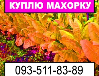 Зображення для оголошення Закупка махорки