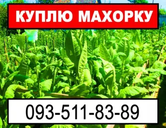 Зображення для оголошення Вигідно куплю махорку