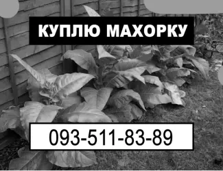 Зображення для оголошення Махорка оптом