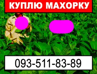 Зображення для оголошення Куплю хорошую махорку для личного использования