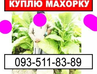 Зображення для оголошення Придбаємо Вашу махорку