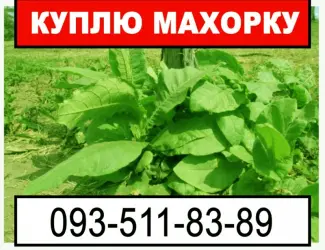 Зображення для оголошення Купую махорку з Ваших грядок