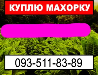 Зображення для оголошення Куплю махорку с вашего огорода