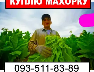Зображення для оголошення Зайва махорка? Купимо - дзвони