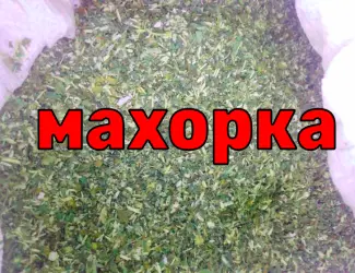 Зображення для оголошення Махорка нового сезону 2023