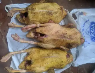 Продам мясо индоутки( шикарный вкус )