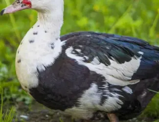 Продам тушки индоутки