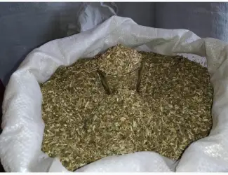 Зображення для оголошення Залишилося мало !! самосад сільський махорка дідовська ! коричневого кольору