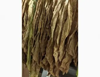 Зображення для оголошення Прода табачний - махорочний лист некондиція