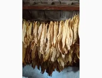Зображення для оголошення Продам сухе листя тютюну