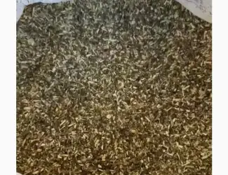 Зображення для оголошення Продам самосад гарна ціна вища якість