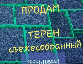 Зображення для оголошення Продам терн ( терен ) крупным оптом! Урожай 2025г