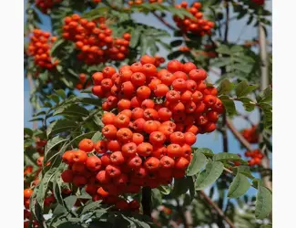 Зображення для оголошення Куплю горобину червону