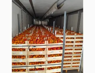 Зображення для оголошення Продам абрикос
