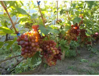 Зображення для оголошення Продам виноград КМ Сказка Анюта Лакомка