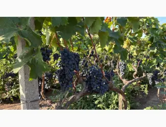 Зображення для оголошення Продам оптом виноград Молдова