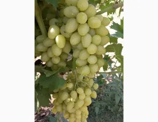 Зображення для оголошення Продам виноград столовых сортов