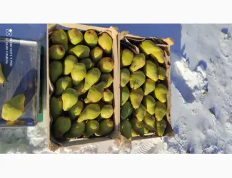 Зображення для оголошення Продам грушу Ноябрьська