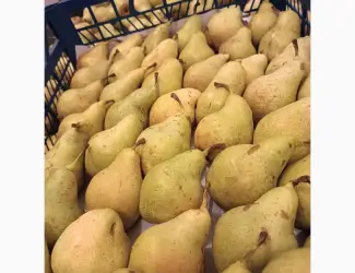 Зображення для оголошення Продам грушу Нояберську