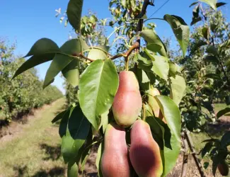 Зображення для оголошення Продам грушу Талгарку.Гарної якості