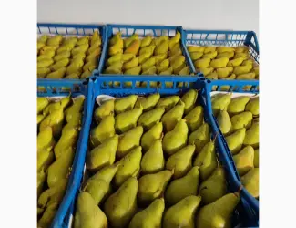 Зображення для оголошення Продам грушу Ноябрську