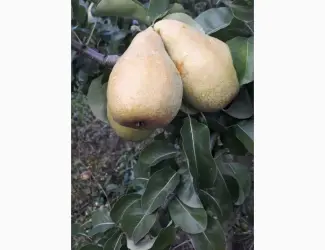 Зображення для оголошення Продам Ноябрску грушу