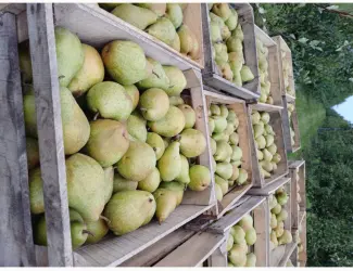 Зображення для оголошення Продам грушу