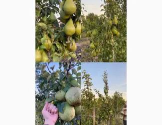 Зображення для оголошення Продам грушу Нояберська