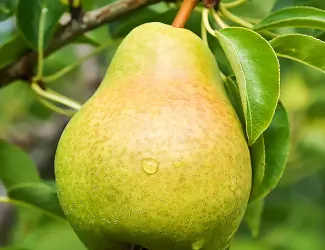Зображення для оголошення Продам грушу