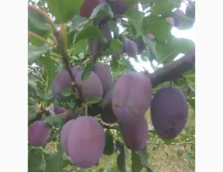 Продам сливы