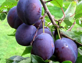 Зображення для оголошення Куплю сливу на сушку
