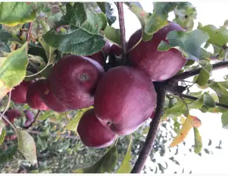 Зображення для оголошення Продам яблука
